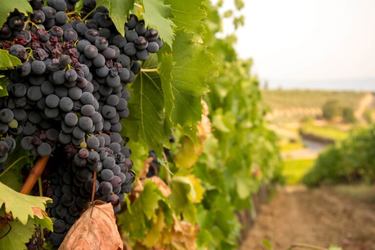 Toscana e vigne